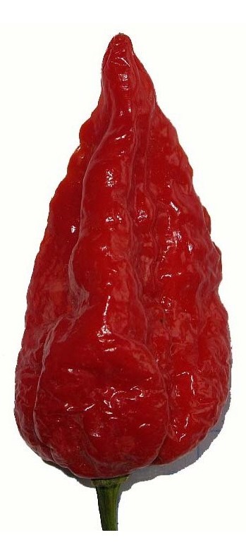 naga morich