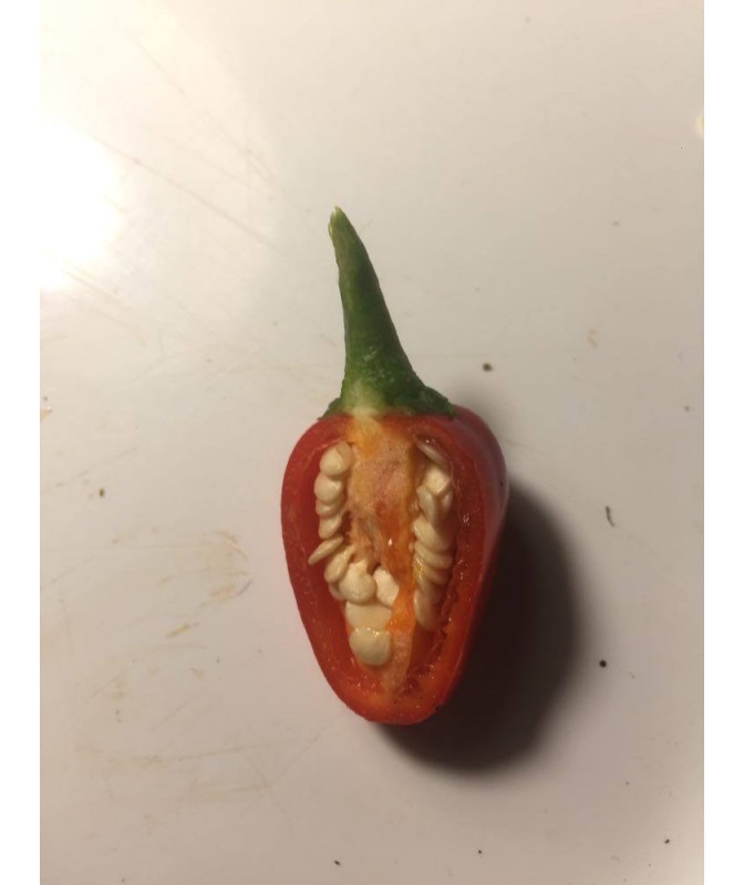 nasetto