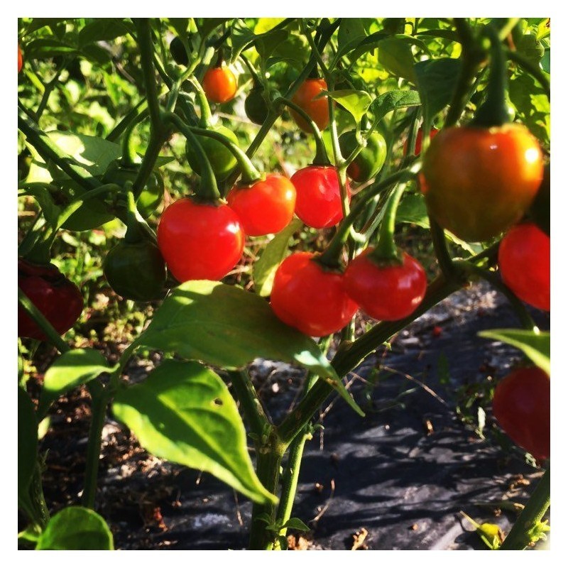 aji charapita big red