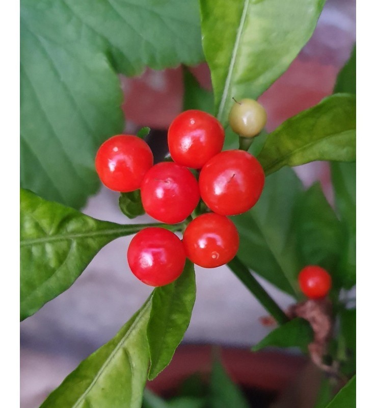 aji charapita red