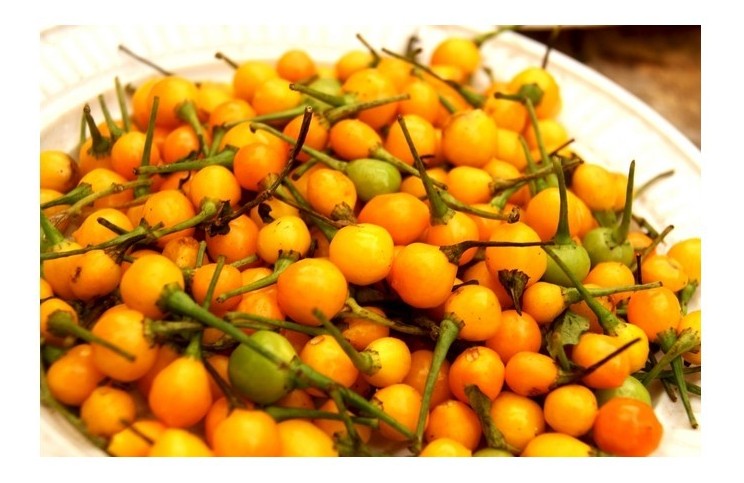 aji charapita