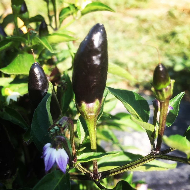 peperoncino calabrese black