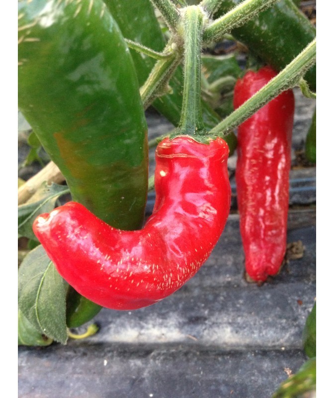 peperoncino messicano biker billy