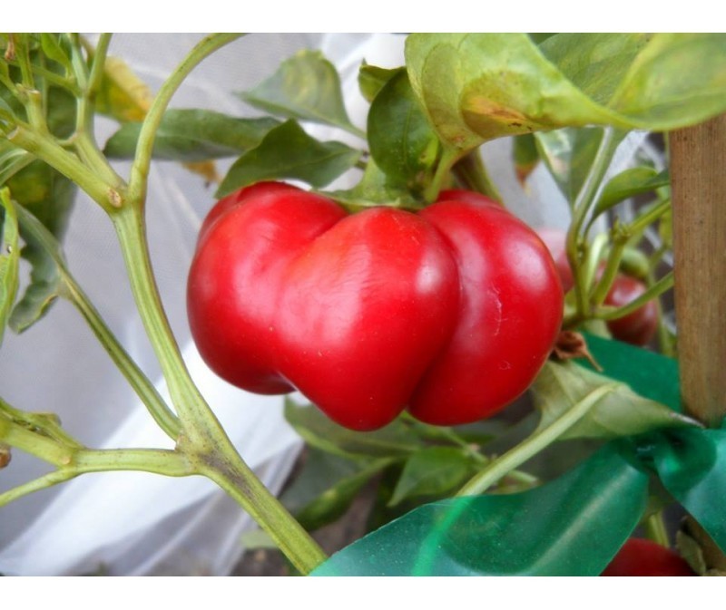 peperoncino pomodoro