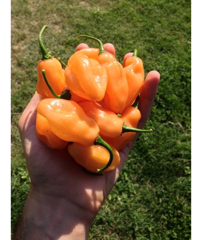 pimenta da neyde big peach