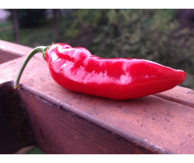pimenta da neyde red