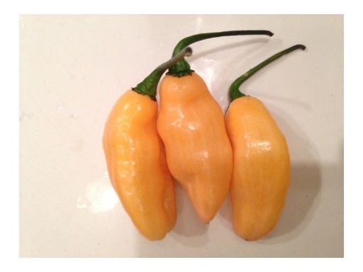 pimenta da neyde yellow