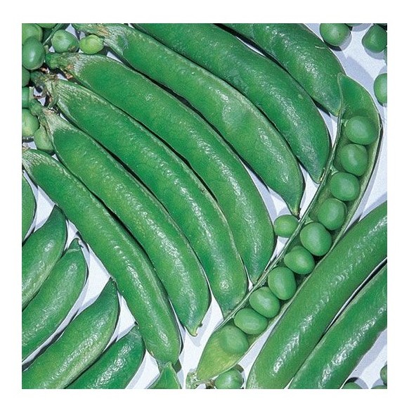 pisello rampicante