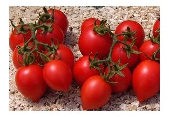 Pomodoro a goccia nano Penny