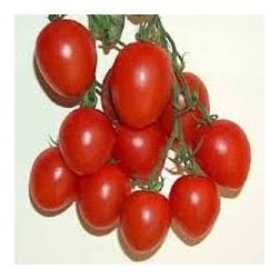 Pomodoro a grappolo fiaschetto