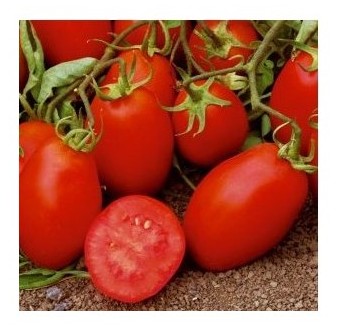 Pomodoro allungato tipo Roma