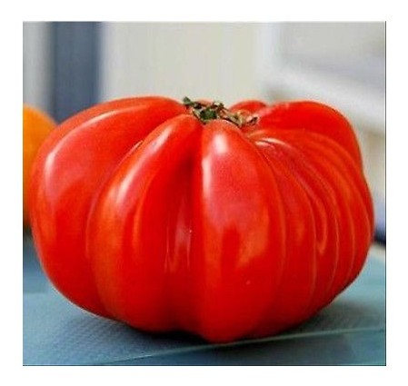Pomodoro bistecca Super Stick