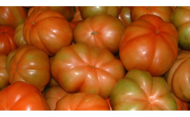 Pomodoro canestrino Lucca