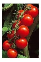 Pomodoro ciliegino alto Paki