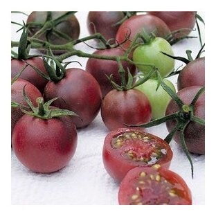 Pomodoro ciliegino Black Cherry