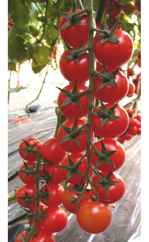 Pomodoro ciliegino ceruzzo