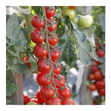 Pomodoro ciliegino crokini