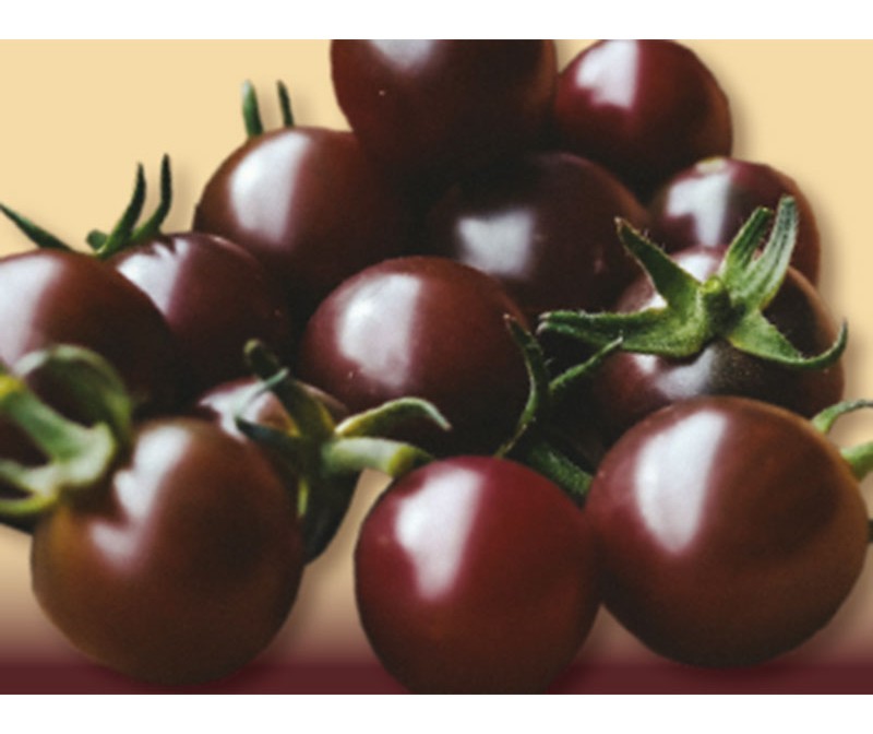 Pomodoro ciliegino nero Lemure