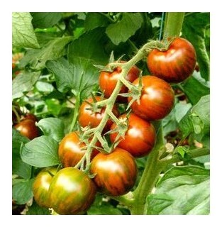 Pomodoro ciliegino nero tigrato