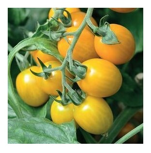 Pomodoro ciliegino Sungold
