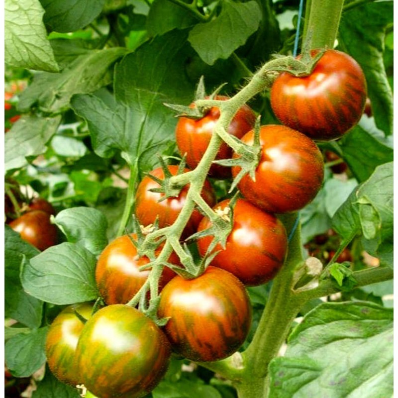Pomodoro ciliegino tigrato cherry