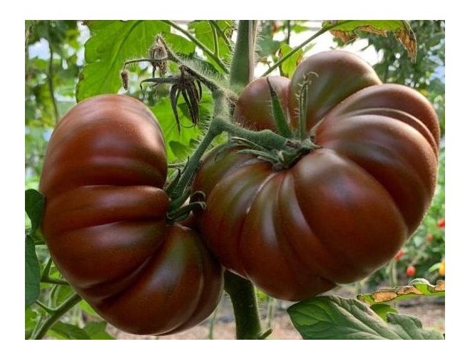 Pomodoro costoluto cappuccino