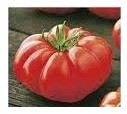 Pomodoro costoluto Marmandino