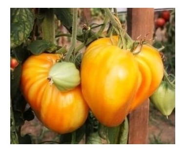 Pomodoro cuor di bue giallo