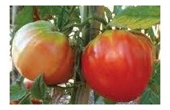 Pomodoro cuor di bue Rosettano