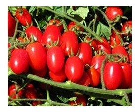 Pomodoro datterino nano