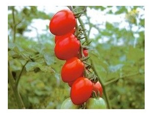 Pomodoro datterino Valido