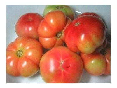 Pomodoro di Sorrento
