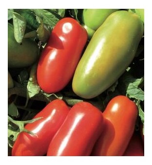 pomodoro fenak