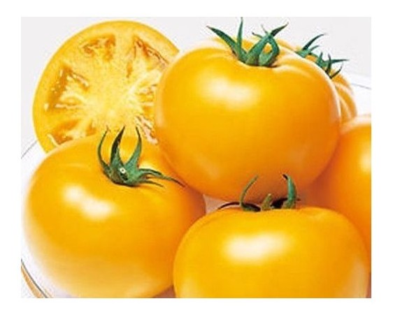 Pomodoro giallo dinverno Ponderosa