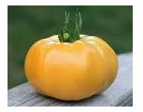 Pomodoro giallo Gazzi Ribbed