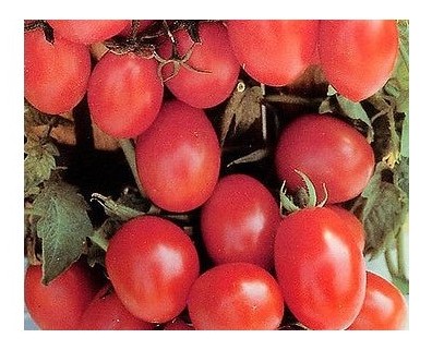 Pomodoro grappolo da appendere crovarese