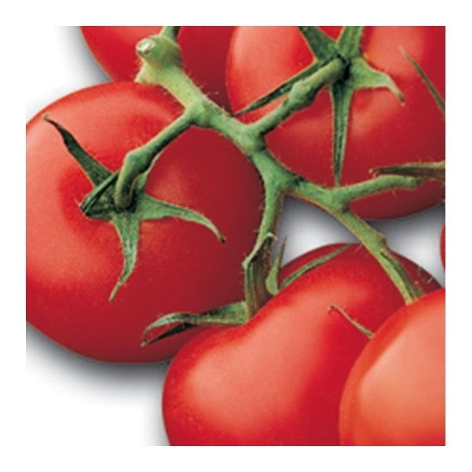 Pomodoro grappolo rosso Horus