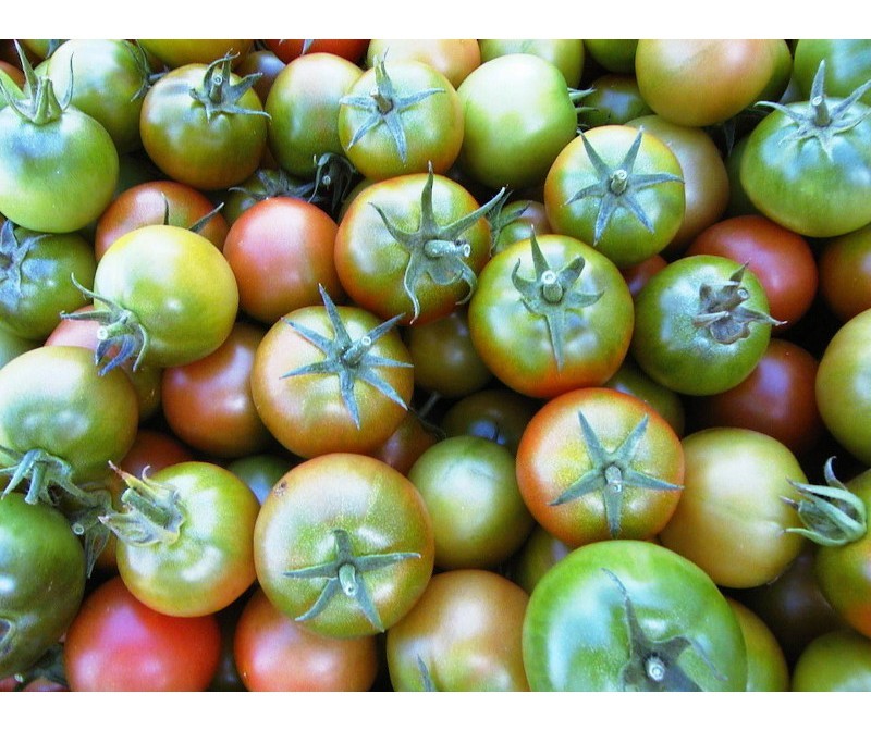 Pomodoro insalataro veronica