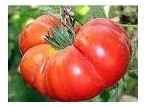 Pomodoro Marmande Degheio