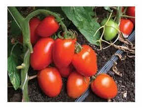 Pomodoro mezzo lungo Smile