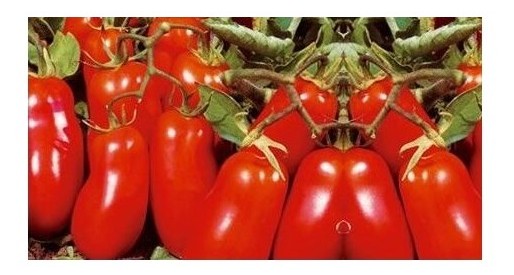 Pomodoro mezzo San Marzano Oliver