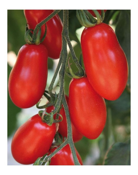 Pomodoro mini San Marzano Trilly