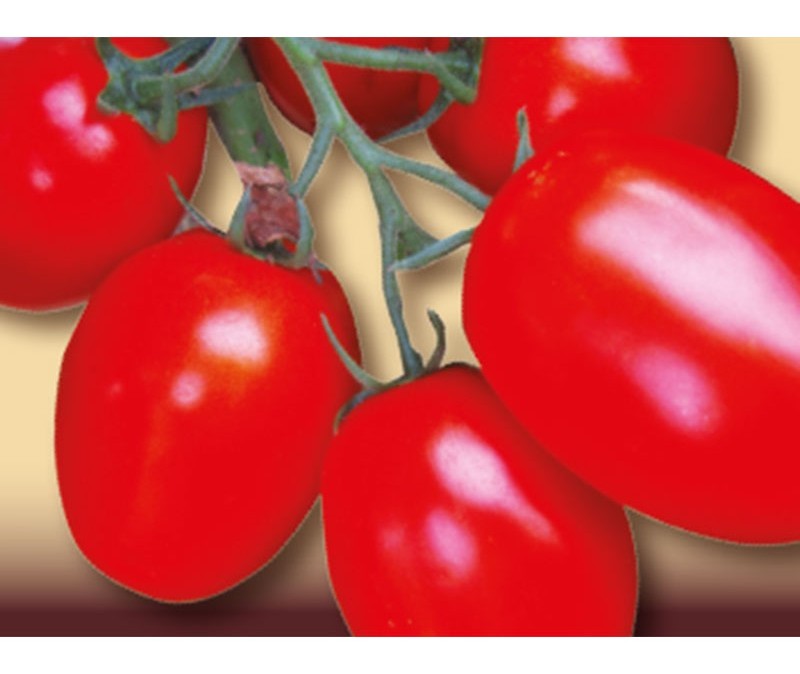 Pomodoro ovale Rio Grande alto