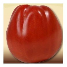 Pomodoro Perbruzzo