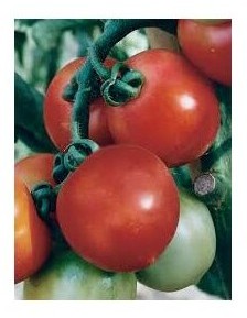 Pomodoro pizzutello beneventano