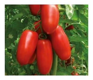 Pomodoro portento