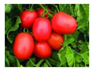 Pomodoro Rio Grande nano H1281