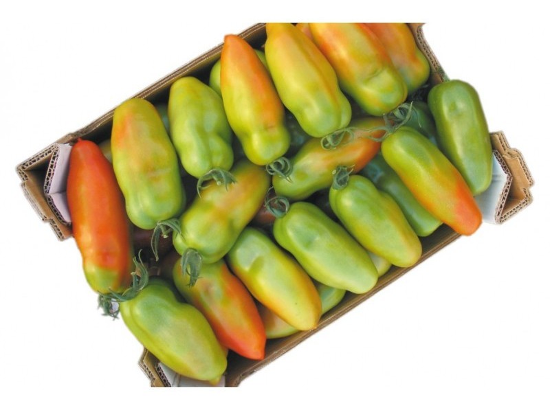 Pomodoro San Marzano Big Tiren