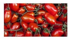 Pomodoro San Marzano Clanio