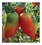 Pomodoro San Marzano Corno Gagliardo